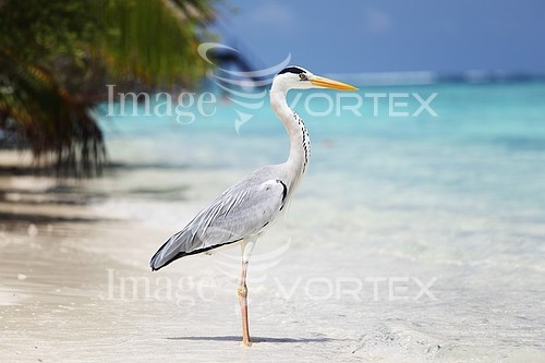 Bird royalty free stock image #401204229