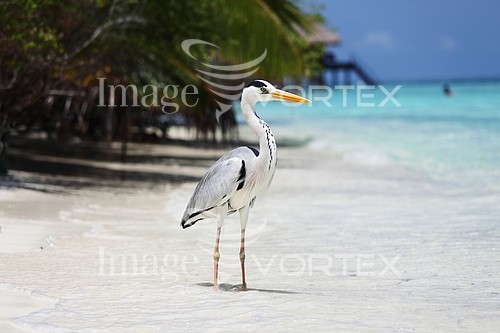 Bird royalty free stock image #401211911