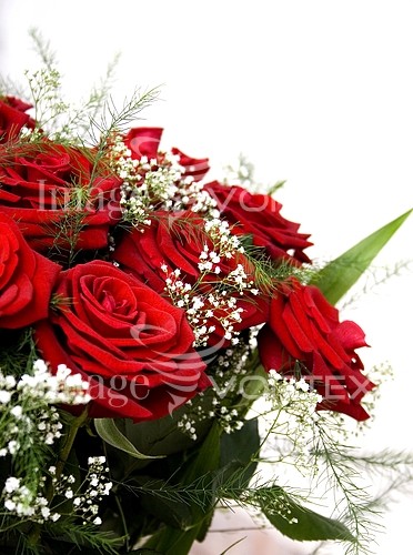 Flower royalty free stock image #403273500