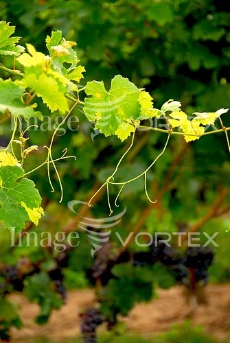 Industry / agriculture royalty free stock image #404092293