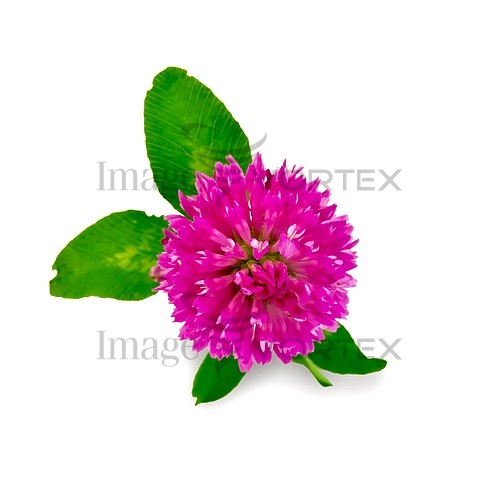 Flower royalty free stock image #406907000
