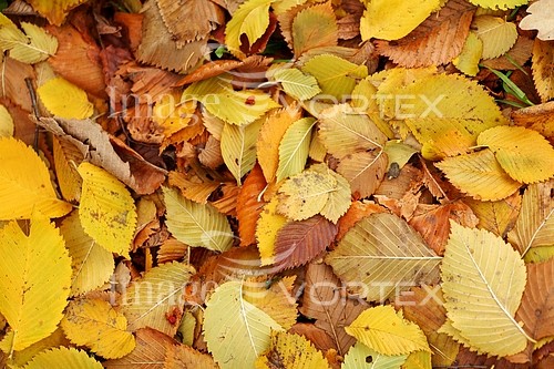 Background / texture royalty free stock image #407351377