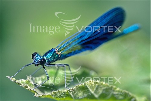 Insect / spider royalty free stock image #407812129
