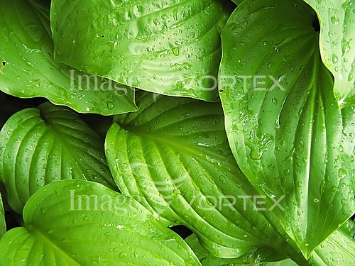 Background / texture royalty free stock image #409717791