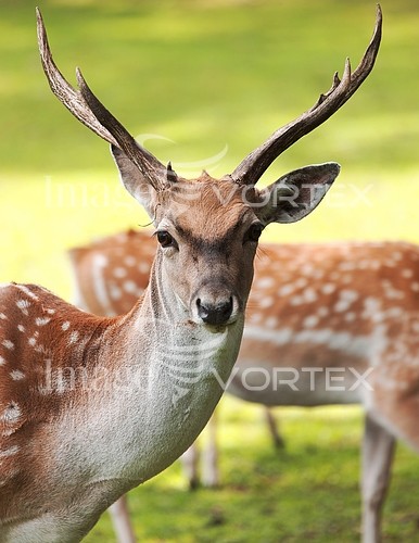 Animal / wildlife royalty free stock image #410860060
