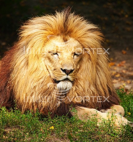 Animal / wildlife royalty free stock image #410779431