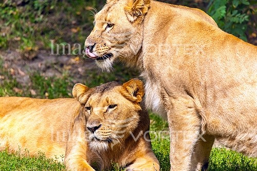 Animal / wildlife royalty free stock image #410844311