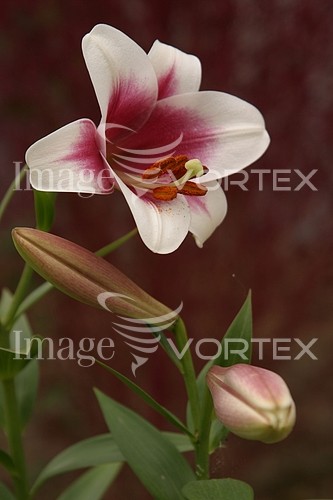 Flower royalty free stock image #416283205