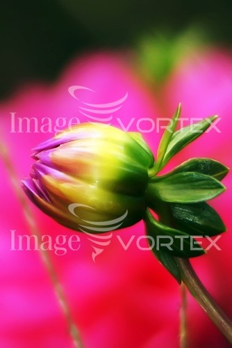 Flower royalty free stock image #417646117