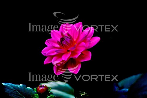 Flower royalty free stock image #417654495