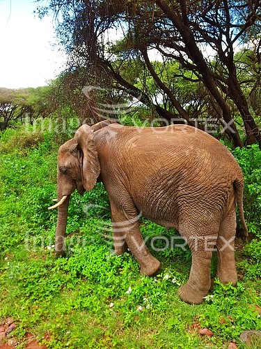 Animal / wildlife royalty free stock image #417388824