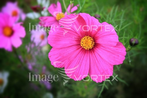 Flower royalty free stock image #418106831