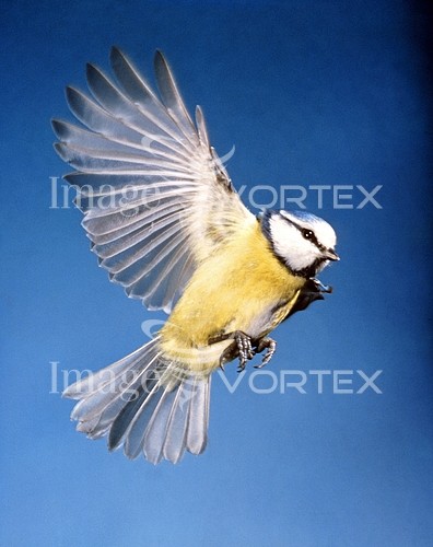 Bird royalty free stock image #421540172