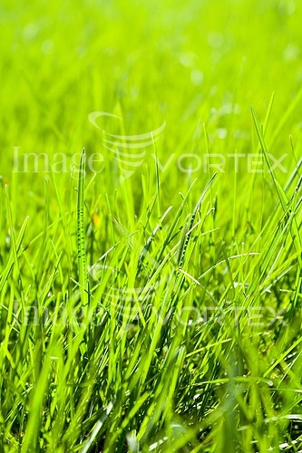 Background / texture royalty free stock image #421230475
