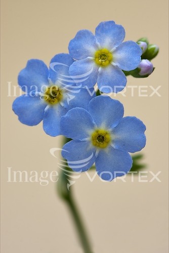 Flower royalty free stock image #422200702