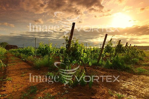 Industry / agriculture royalty free stock image #424389106