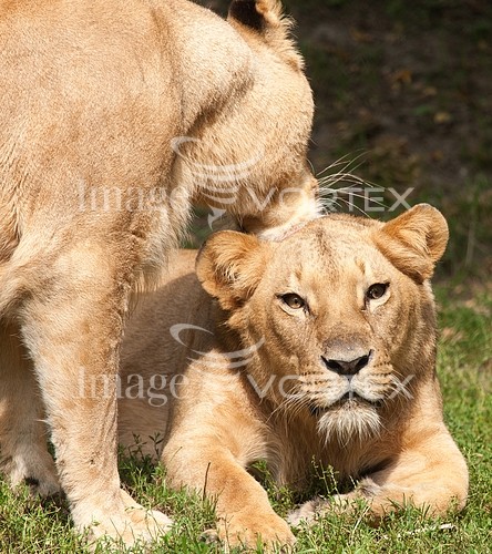 Animal / wildlife royalty free stock image #426015210
