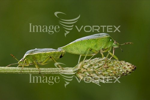 Insect / spider royalty free stock image #427091098