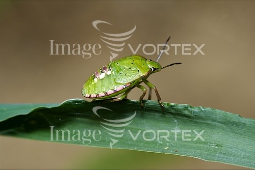 Insect / spider royalty free stock image #427107468