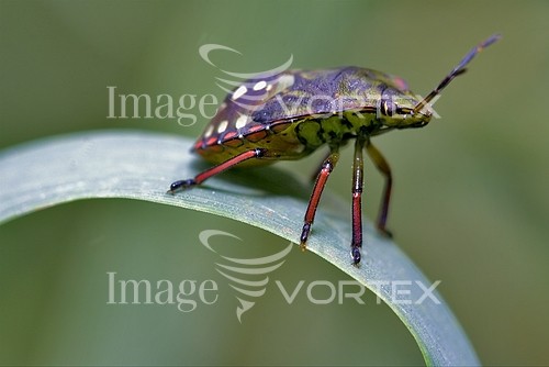 Insect / spider royalty free stock image #427294661