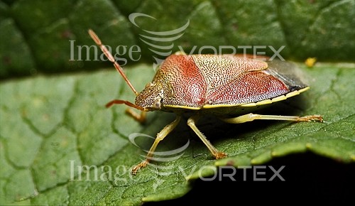 Insect / spider royalty free stock image #427305780