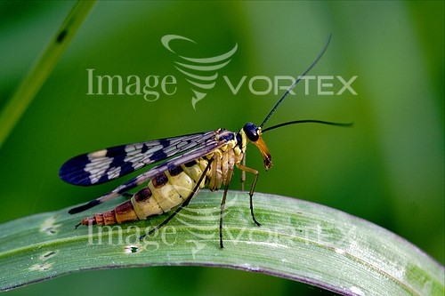 Insect / spider royalty free stock image #427259253