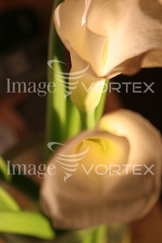 Flower royalty free stock image #427600419