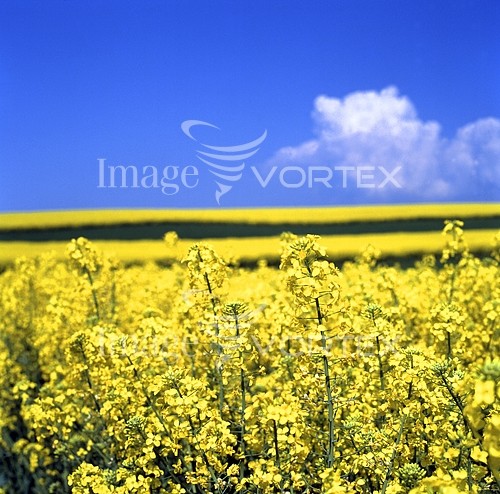 Industry / agriculture royalty free stock image #427736358
