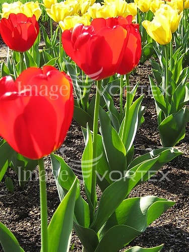 Flower royalty free stock image #427364796