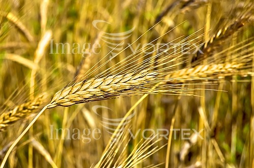 Industry / agriculture royalty free stock image #430043945