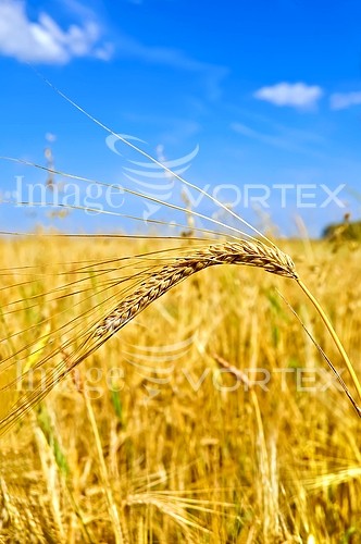 Industry / agriculture royalty free stock image #430056867