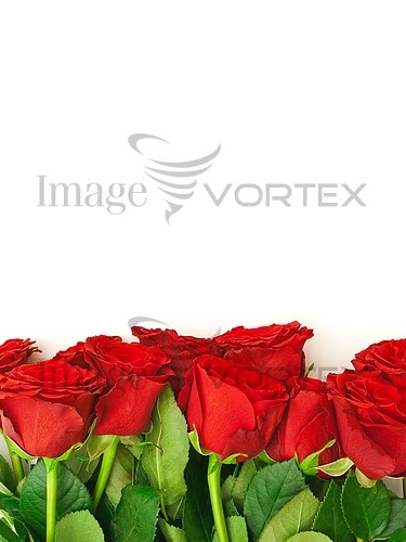Flower royalty free stock image #430144285