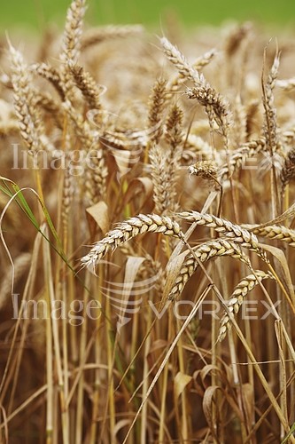 Industry / agriculture royalty free stock image #432817757