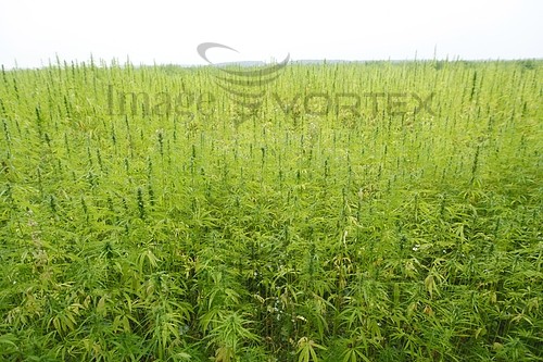 Industry / agriculture royalty free stock image #432623688