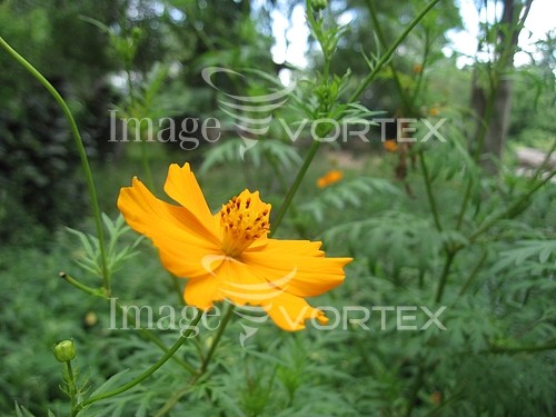 Flower royalty free stock image #434656752
