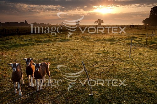 Industry / agriculture royalty free stock image #435993019