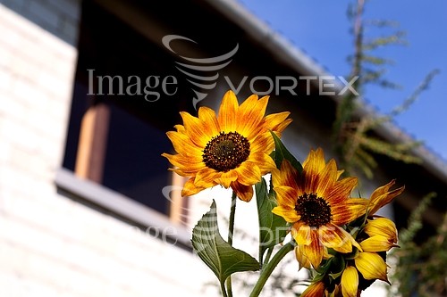 Industry / agriculture royalty free stock image #436322434