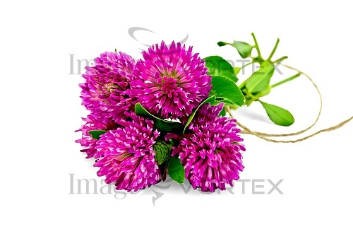 Flower royalty free stock image #438259570