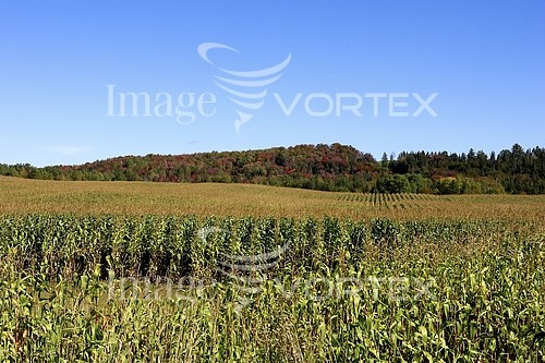 Industry / agriculture royalty free stock image #438533688