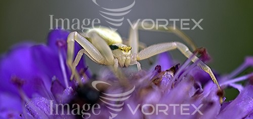 Insect / spider royalty free stock image #438149186