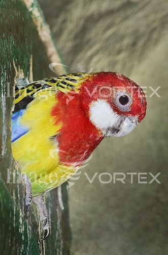Bird royalty free stock image #441107212
