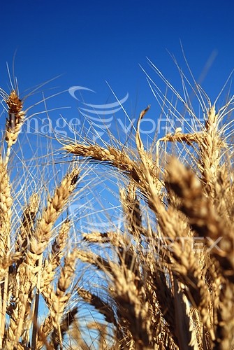 Industry / agriculture royalty free stock image #446010244
