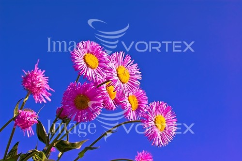 Flower royalty free stock image #446392668