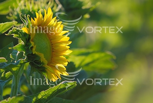 Industry / agriculture royalty free stock image #446577606