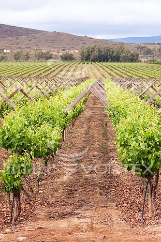 Industry / agriculture royalty free stock image #446895101