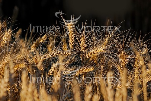 Industry / agriculture royalty free stock image #446363707