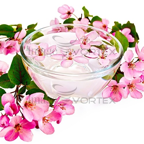 Flower royalty free stock image #450705950