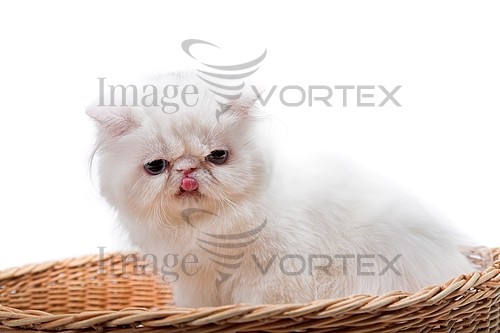 Pet / cat / dog royalty free stock image #450996033
