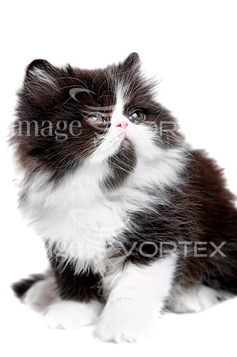 Pet / cat / dog royalty free stock image #451013093