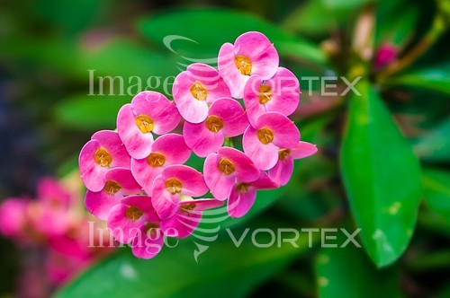 Flower royalty free stock image #452117236